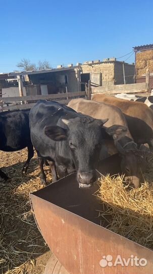 Тёлочки и бычки