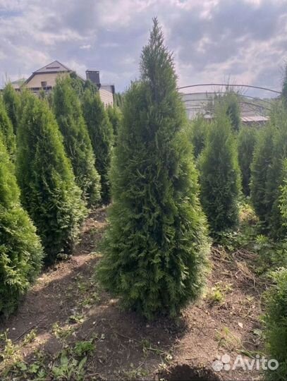 Туя зеленая