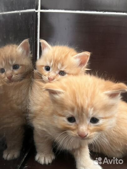 Котята мейн-кун бесплатно