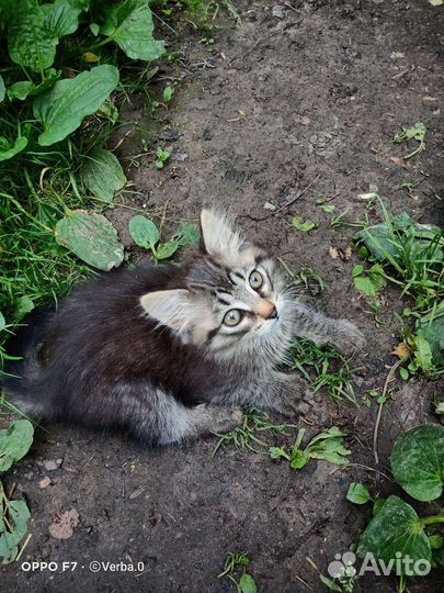 Кошка в дар