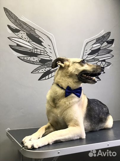 Экспресс линька собак