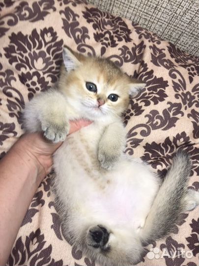 Котята Голубой Золотой шиншиллы с документами