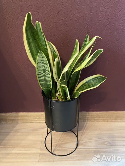 Сансевиерия в горшке