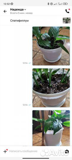 Спатифиллум