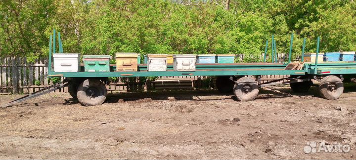 Пчелопавельен