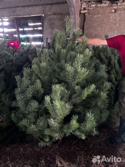 Елки (сосна) оптом