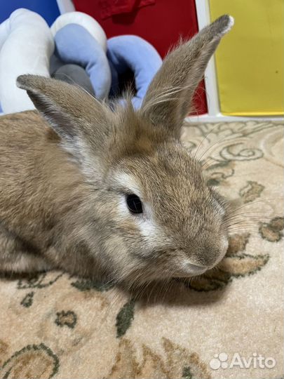 Декоративный кролик в добрые руки