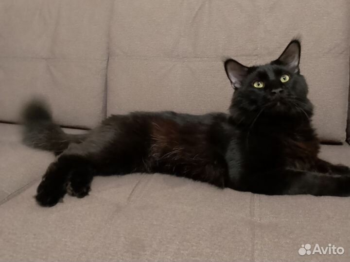 Продается мейн-кун