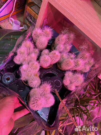 Кактус пушистый