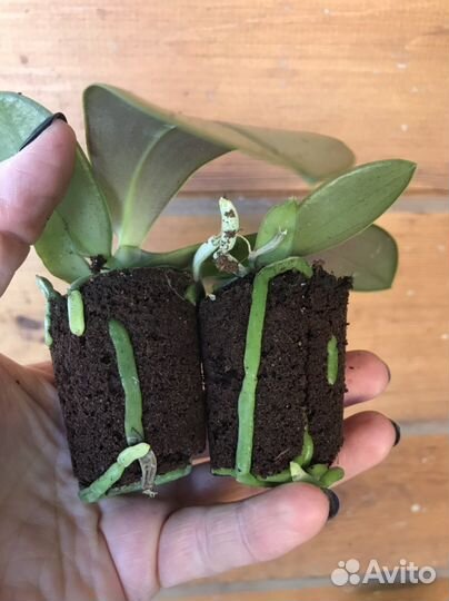 Орхидеи подростки