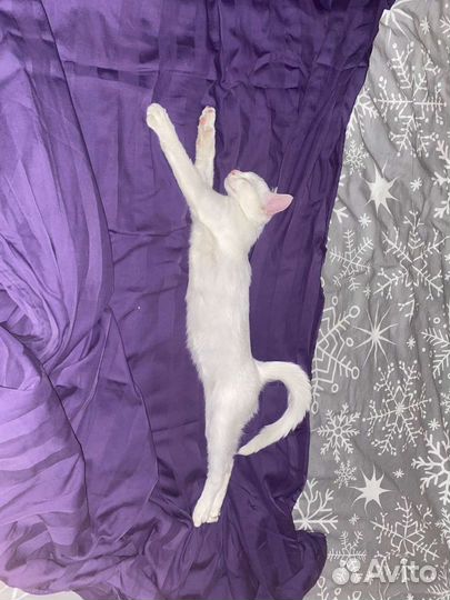 Кошка блогер съёмки рекламы