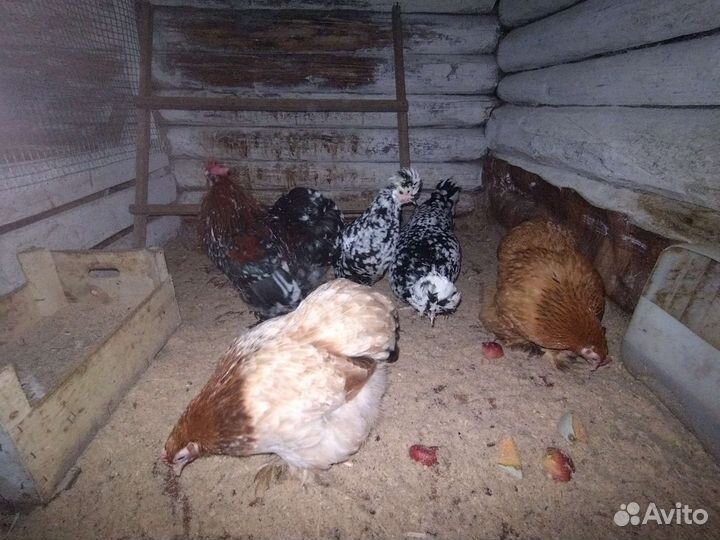 Породистые цыплята, куры, петухи 2023
