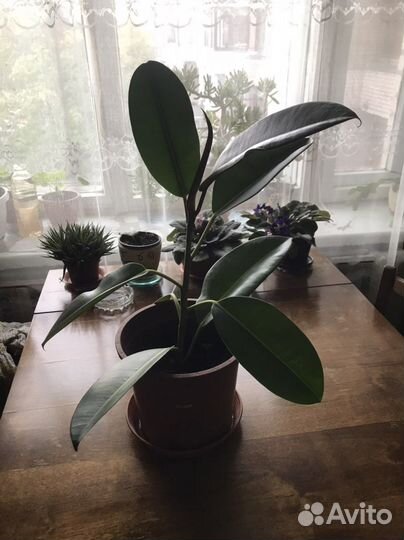 Фикус каучуконосный