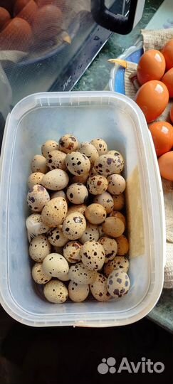 Яички на еду куриные, перепелиные
