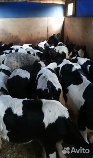 Бычки и телята