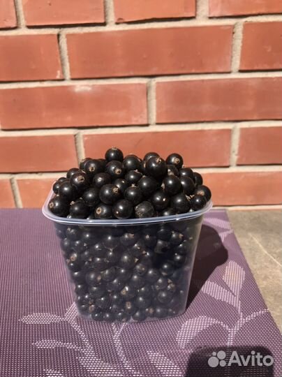 Черная смородина ягода