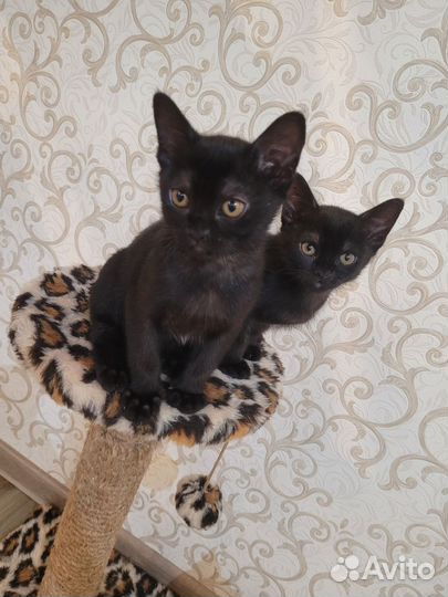Бурманские котята