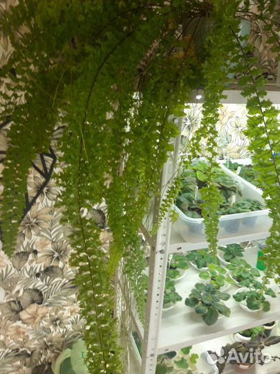 Папоротник