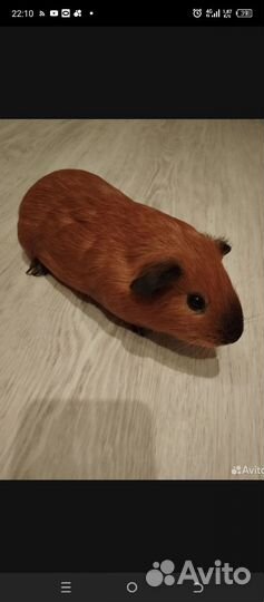 Морской свин