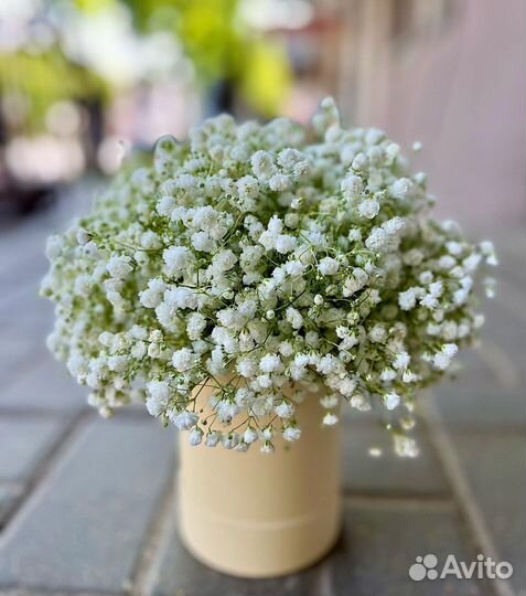 Гипсофила в коробке