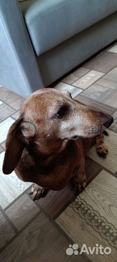 Такса бесплатно