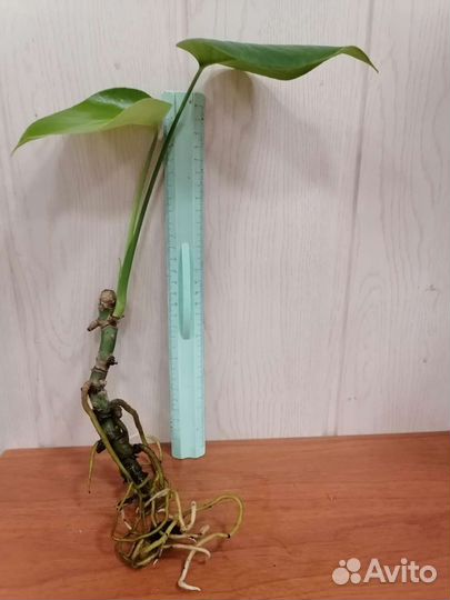 Монстера. Черенок