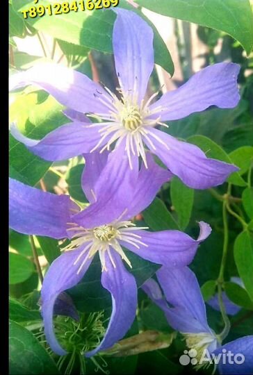 Клематисы саженцы