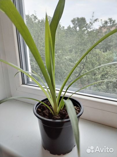 Комнатные растения Хлорофитум