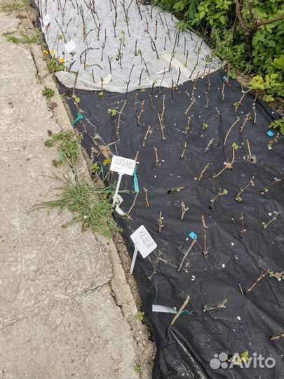 Саженцы винограда