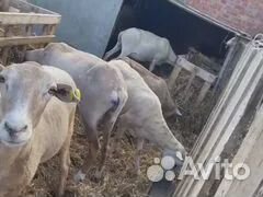 Катумские Овцы, бараны, ягнята