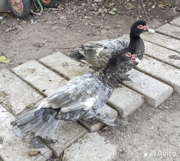 Мускусные утки