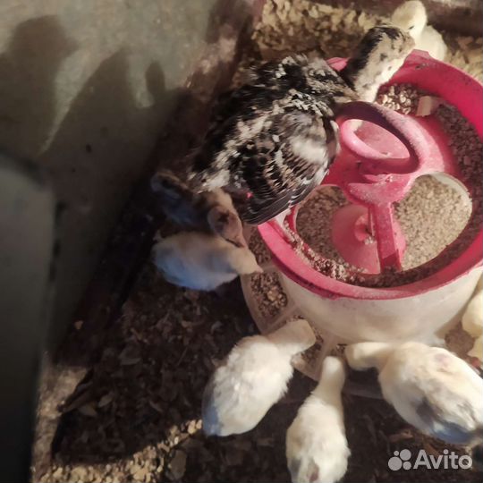 Индюшата