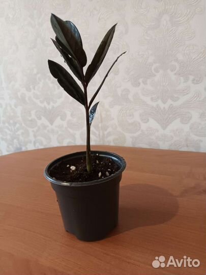 Замиокулькас жук. Замиокулькас черный