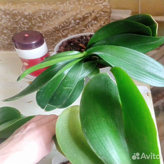 Орхидея Дендробиум Фаленопсис