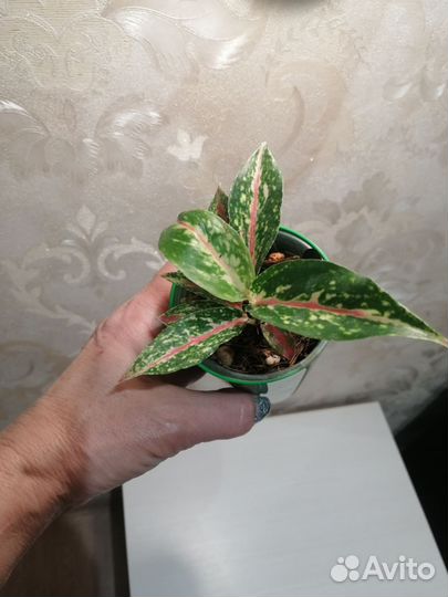 Аглаонема найт спаркл