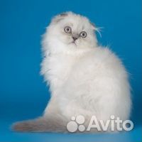 Эсклюзив золотая шотландка