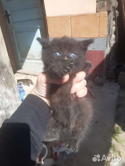 Кошка в дар