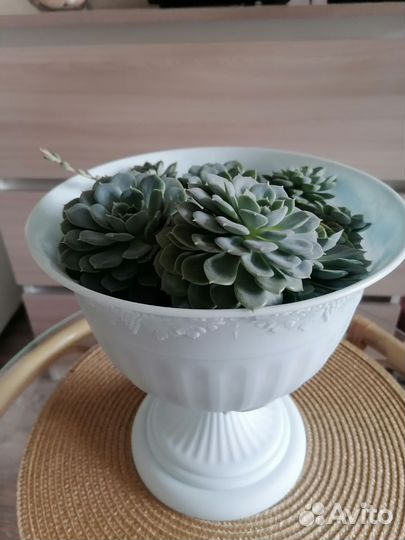 Суккулент каменная роза