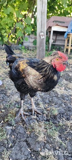 Петух ручной 4 месяца