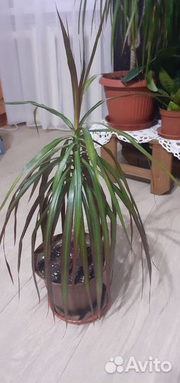 Комнатные цветы