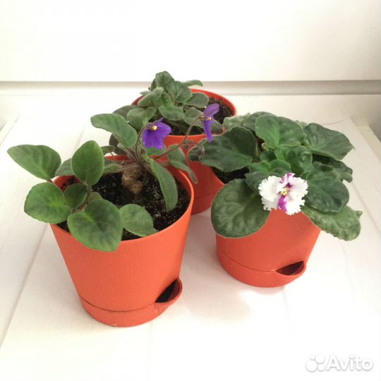 Цветы фиалки в горшочках