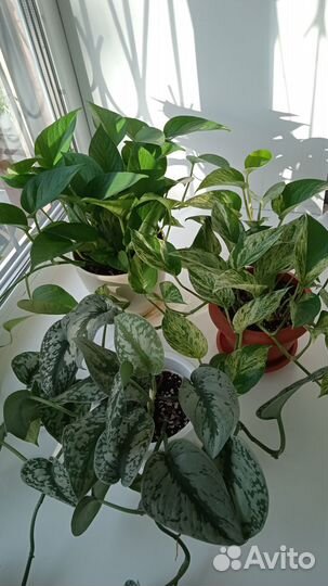 Сциндапсусы(эпипремнумы):Треби, Марбл Квин, Аурэум