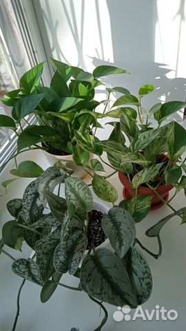 Сциндапсусы(эпипремнумы):Треби, Марбл Квин, Аурэум