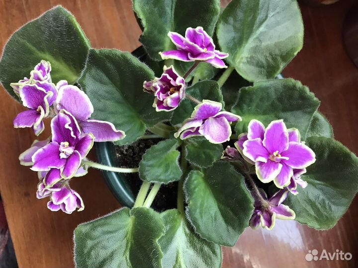 Сортовые фиалки