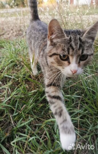 Котёнок подросток брошенный ищет дом