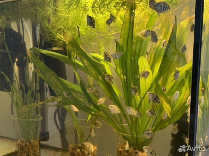 Мальки сапфирового попугая