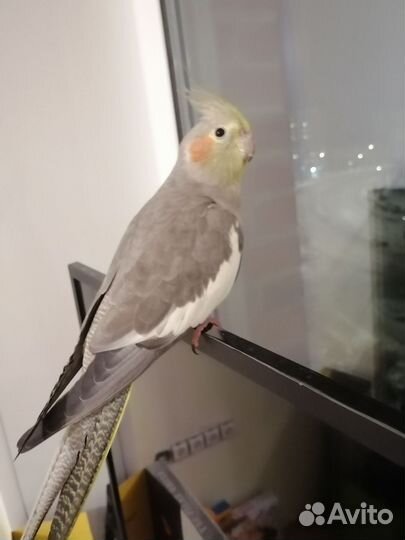 Попугай корелла