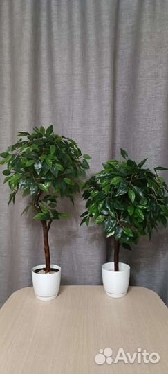 Искусственные растения