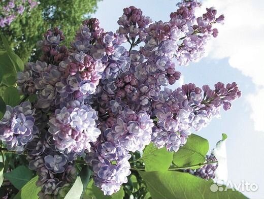 Саженцы сирени