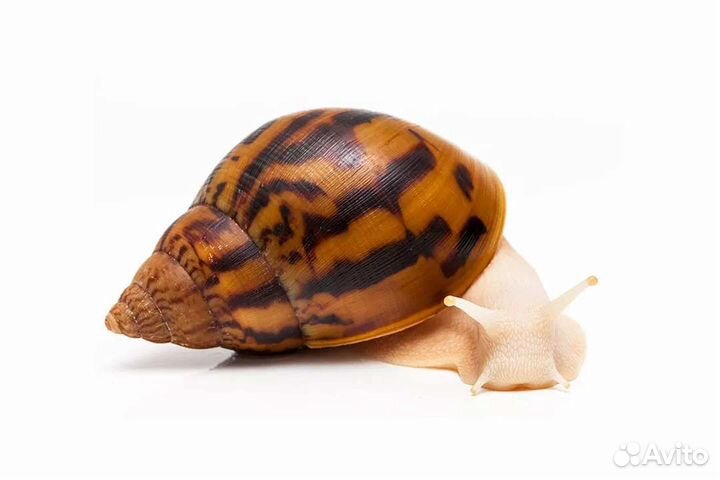 Улитка альбино